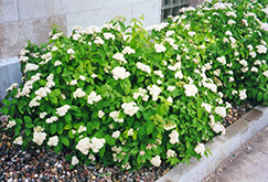 Fritschiana Spirea (Spiraea fritschiana) at Lakeshore Garden Centres