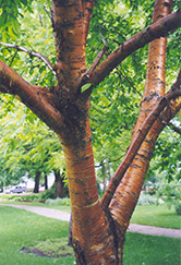 Amur Cherry (Prunus maackii) at Golden Acre Home & Garden