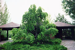 Jumping Pound Pincherry (Prunus pennsylvanica 'Jumping Pound') at Lakeshore Garden Centres