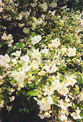 Cheyenne Mock Orange (Philadelphus lewisii 'PWY01S') at Lakeshore Garden Centres
