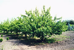 Goodland Apple (Malus 'Goodland') at Golden Acre Home & Garden