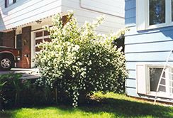 Cheyenne Mock Orange (Philadelphus lewisii 'PWY01S') at Lakeshore Garden Centres