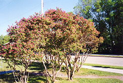 Arnold Red Tatarian Honeysuckle (Lonicera tatarica 'Arnold Red') at Golden Acre Home & Garden
