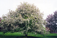 Arnold Flowering Crab (Malus x arnoldiana) at Lakeshore Garden Centres