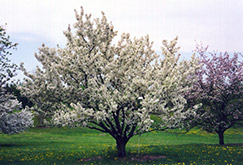 Zumi Flowering Crab (Malus x zumi) at Lakeshore Garden Centres