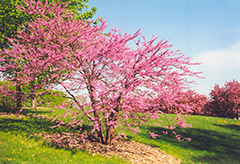 Northern Strain Redbud (Cercis canadensis 'Northern Strain') at A Very Successful Garden Center