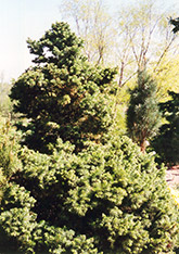 Green Globe Alpine Fir (Abies lasiocarpa 'Green Globe') at Lakeshore Garden Centres