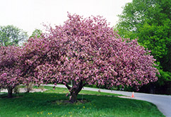 Sparkler Flowering Crab (Malus 'Sparkler') at Lakeshore Garden Centres