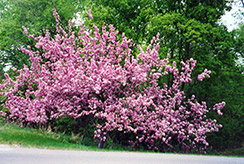 Henry Dupont Flowering Crab (Malus 'Henry Dupont') at Lakeshore Garden Centres