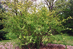 Primrose Rose (Rosa 'Primrose') at Lakeshore Garden Centres
