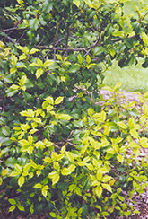 Old Faithful American Holly (Ilex opaca 'Old Faithful') at Lakeshore Garden Centres