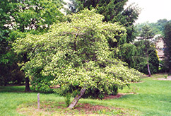 Vaughn Hawthorn (Crataegus phaenopyrum 'Vaughn') at Lakeshore Garden Centres