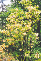 Buzzard Azalea (Rhododendron 'Buzzard') at Lakeshore Garden Centres