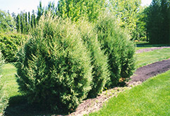 Grizzly Bear Juniper (Juniperus scopulorum 'Grizzly Bear') at Lakeshore Garden Centres