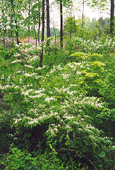 Amur Honeysuckle (Lonicera maackii) at Lakeshore Garden Centres