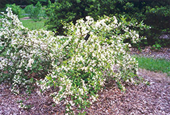 White Knight Weigela (Weigela florida 'White Knight') at Lakeshore Garden Centres