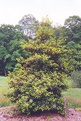 McDonald American Holly (Ilex opaca 'McDonald') at Lakeshore Garden Centres