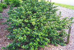 Blue Girl Meserve Holly (Ilex x meserveae 'Blue Girl') at Lakeshore Garden Centres
