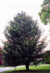 Roundleaf Beech (Fagus sylvatica 'Rotundifolia') at Lakeshore Garden Centres