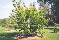 Christmas Cheer Witchhazel (Hamamelis vernalis 'Christmas Cheer') at Lakeshore Garden Centres
