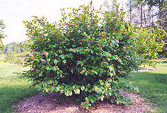 Sandra Witchhazel (Hamamelis vernalis 'Sandra') at Lakeshore Garden Centres