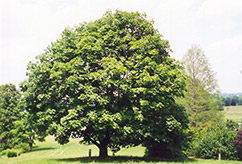 Castor Aralia (Kalopanax pictus) at Lakeshore Garden Centres