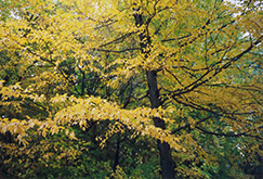 Sweet Birch (Betula lenta) at Lakeshore Garden Centres