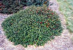Kobold Japanese Barberry (Berberis thunbergii 'Kobold') at Lakeshore Garden Centres