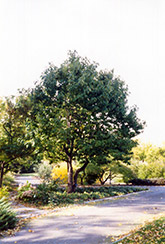 Carolina Silverbell (Halesia tetraptera) at Lakeshore Garden Centres
