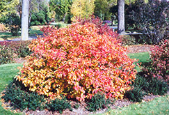 Large Fothergilla (Fothergilla major) at Lakeshore Garden Centres