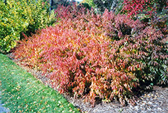 Japanese Bush Cherry (Prunus japonica) at Lakeshore Garden Centres