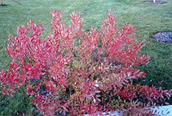 Pawnee Buttes Western Sandcherry (Prunus besseyi 'Pawnee Buttes') at Lakeshore Garden Centres