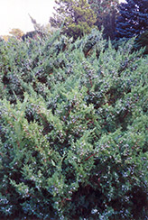 Maney Juniper (Juniperus chinensis 'Maney') at Lakeshore Garden Centres
