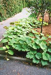 St. Croix Grape (Vitis 'St. Croix') at Lakeshore Garden Centres