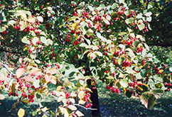 Fleshy Hawthorn (Crataegus succulenta) at Lakeshore Garden Centres