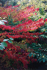 Maries Doublefile Viburnum (Viburnum plicatum 'Mariesii') at Lakeshore Garden Centres