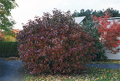 Siberian Dogwood (Cornus alba 'Sibirica') at Golden Acre Home & Garden