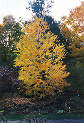 Katsura Tree (Cercidiphyllum japonicum) at A Very Successful Garden Center