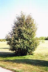 Arnold Hawthorn (Crataegus arnoldiana) at Lakeshore Garden Centres