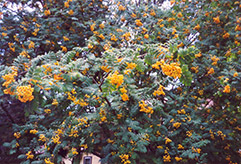 American Mountain Ash (Sorbus americana) at Lakeshore Garden Centres