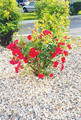 Alexander Mackenzie Rose (Rosa 'Alexander Mackenzie') at Green Thumb Garden Centre