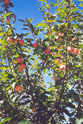 September Ruby Apple (Malus 'September Ruby') at Golden Acre Home & Garden