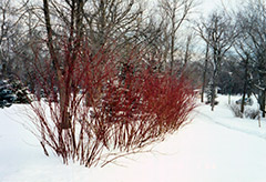 Tatarian Dogwood (Cornus alba) at Lakeshore Garden Centres