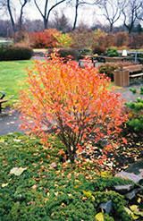 Mongolian Cherry (Prunus fruticosa) at Lakeshore Garden Centres