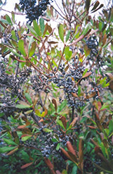 Northern Bayberry (Myrica pensylvanica) at The Mustard Seed