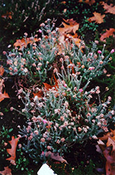 Cross-Leaved Heath (Erica tetralix) at Lakeshore Garden Centres