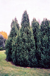 Candelabrica Juniper (Juniperus communis 'Candelabrica') at Lakeshore Garden Centres