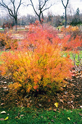 Thunberg Spirea (Spiraea thunbergii) at Lakeshore Garden Centres