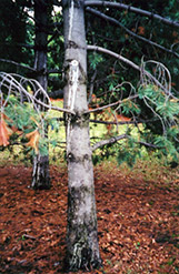 Whitebark Pine (Pinus albicaulis) at Lakeshore Garden Centres