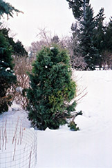 Blue Redcedar (Juniperus virginiana 'Glauca') at Lakeshore Garden Centres